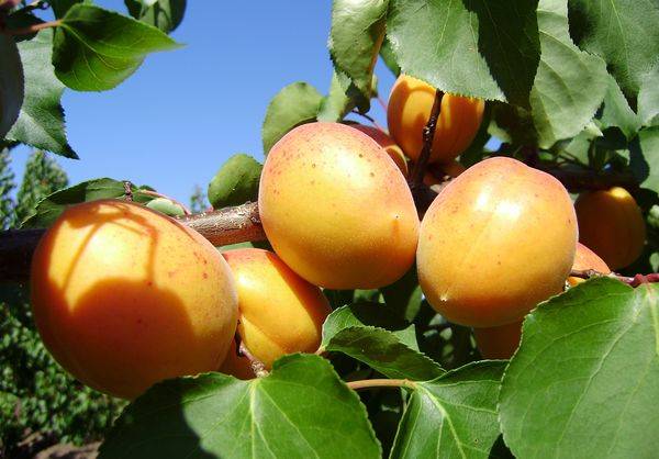 Выращивание урожайного ананасного абрикоса Шалах с фото