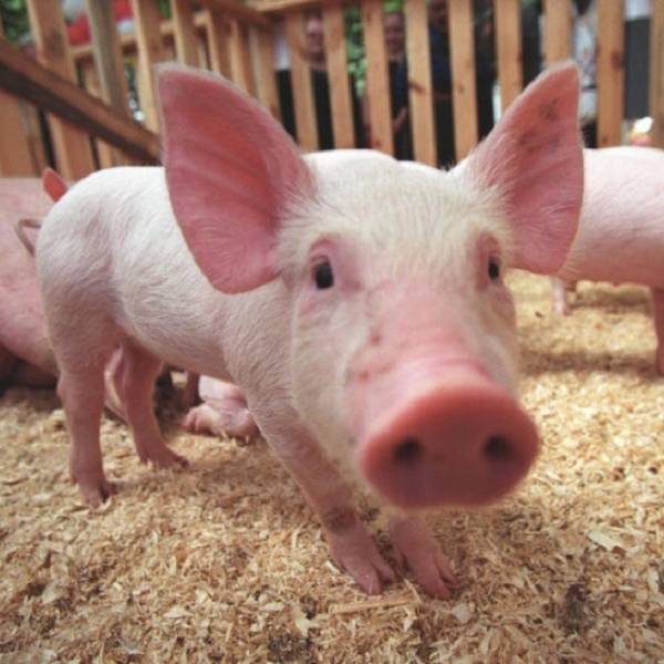 Африканская чума свиней - чем она опасна, как проявляется, и можно ли убере ... - фото