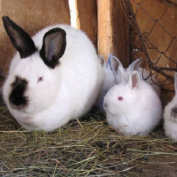 Чем привлек внимание животноводов белый кролик и его основные конкуренты с фото