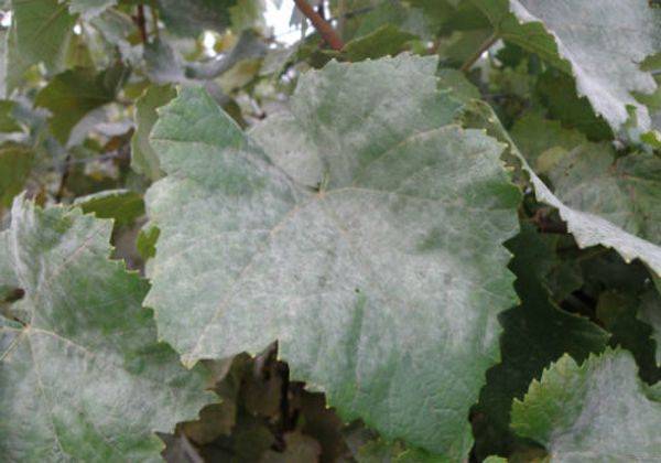 Причины появления белого и серого налета на листьях винограда - фото