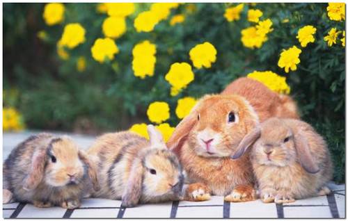 Беременность кроликов от подготовки до рождения с фото