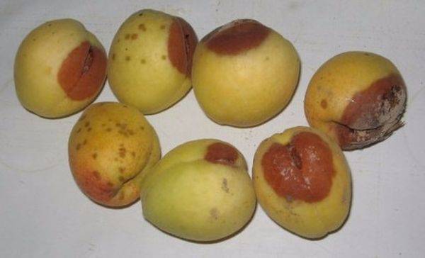 Распространенные болезни и вредители абрикосовых деревьев и способы их лече ... - фото