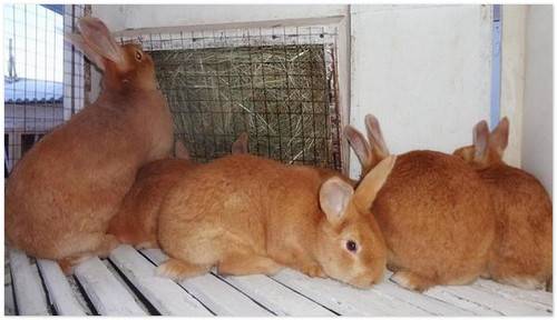 Болезни лап у кроликов - фото