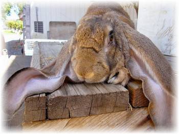 Болезни ушей у кроликов лечение дома с фото