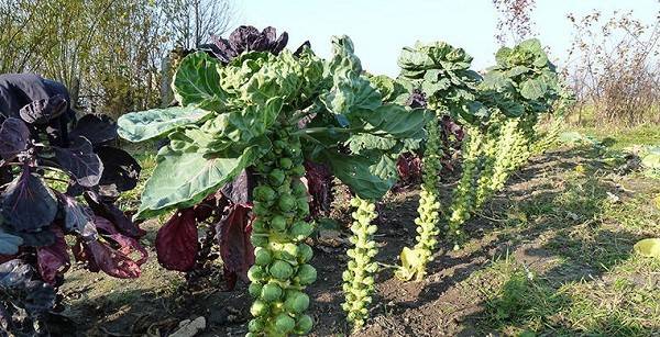 Секреты выращивания брюссельской капусты с фото