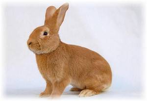Бургундская порода кроликов, советы по содержанию - фото
