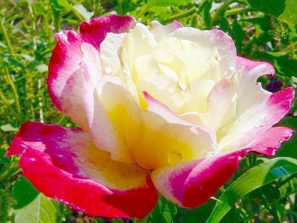 Роза чайная  ароматная красавица в саду и в доме с фото