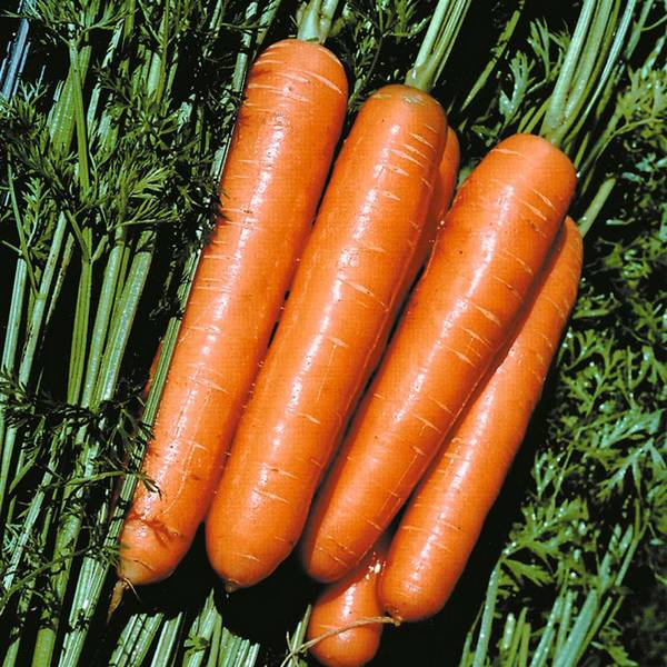 Полезна морковка или вредна, и в чем ее целебные свойства? - фото