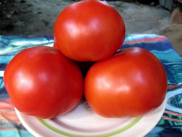 Что делать, если чернеют помидоры? - фото