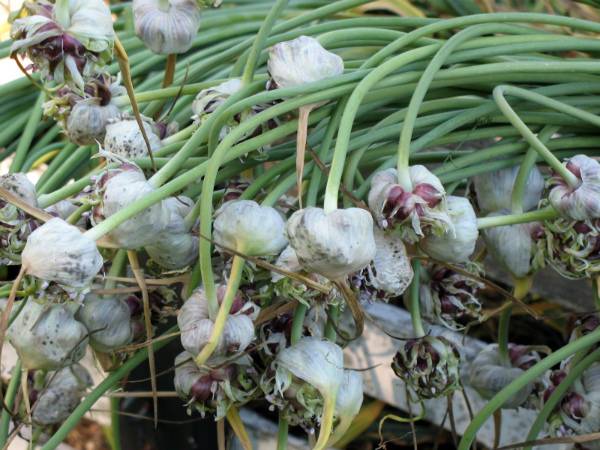 Особенности выращивания чеснока из бульбочек - фото