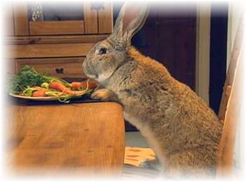 Что едят кролики полезного и не полезного - фото