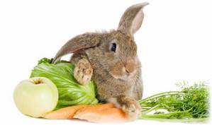 Можно ли кроликам: овощи, фрукты и другие корма - фото
