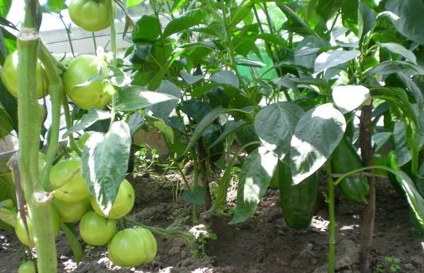 Полезные соседи: что можно посадить в теплице вместе с помидорами с фото