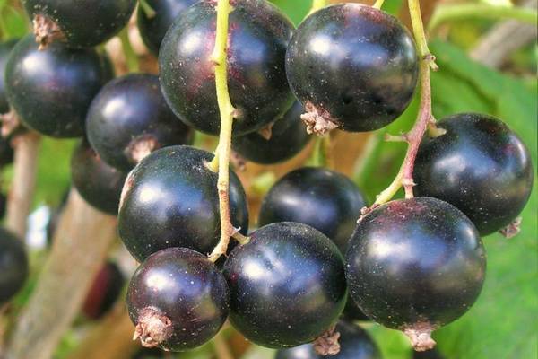 Чёрная смородина Пигмей: уральская стойкость растения и южная нежность ягод - фото