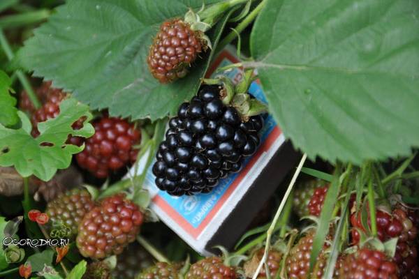 Ежевика садовая, посадка и уход  5 золотых правил вкусной ягоды с фото