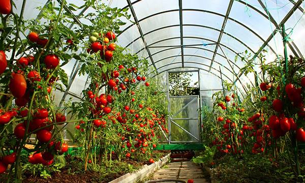 Как формировать детерминантные помидоры в теплице с фото
