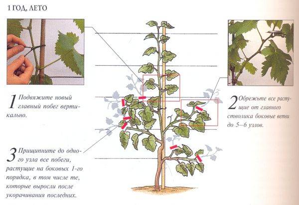 Основные схемы и правила формирования винограда с фото