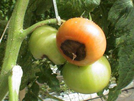 Гниль на помидорах в теплице: почему возникает и что делать для ее устранен ... - фото