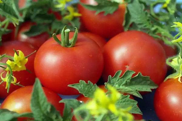 Грибковые заболевания томатов: признаки появления и методы профилактики - фото