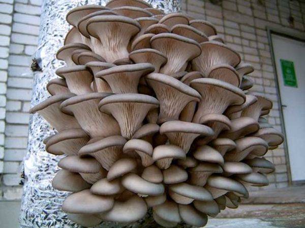 Технология домашнего выращивания грибов на пнях с фото