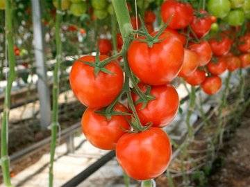 Индетерминантные и детерминантные сорта помидоров: что это и в чем их разли ... - фото