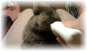 Искусственное вскармливание крольчат - фото