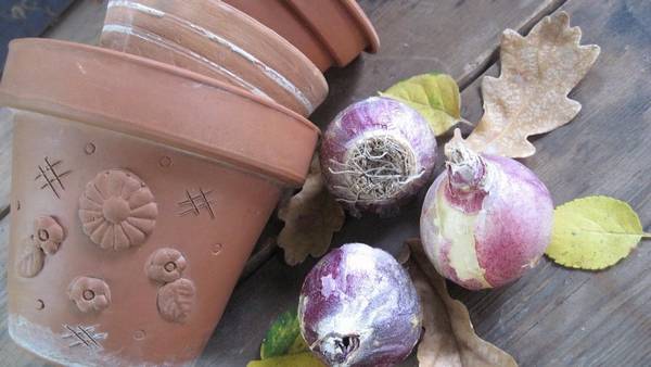 Как правильно хранить луковицы гиацинтов после цветения? с фото