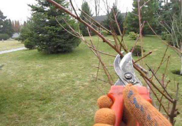 Как обрезать и сформировать дерево персика - фото