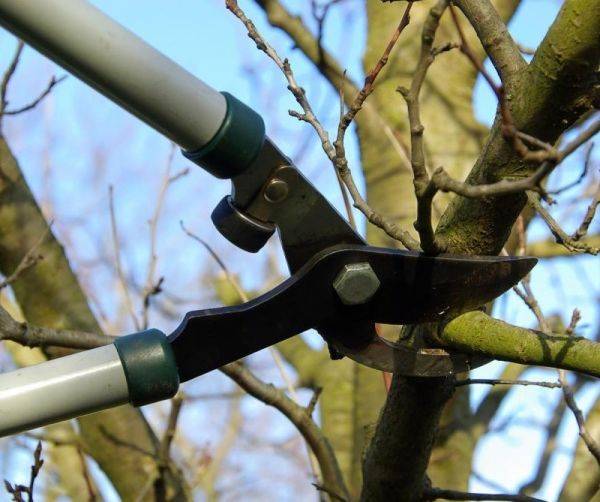 Как правильно обрезать и омолодить дерево вишни - фото