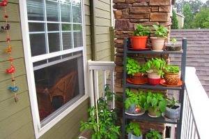 Полезные советы, как организовать огород на балконе с фото