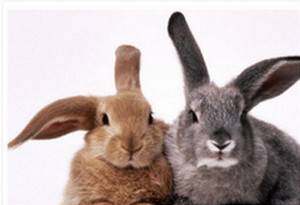 Различие кролика от крольчихи с фото