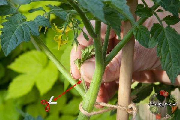 Как пасынковать помидоры в теплице  руководство пошагово, в 1,2,3 стебля, схема с фото