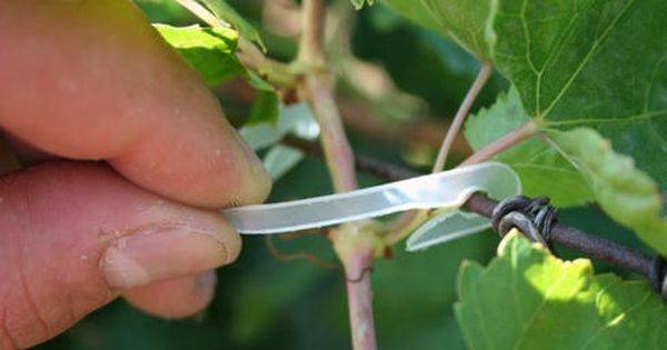 Как правильно подвязать лозу винограда - фото