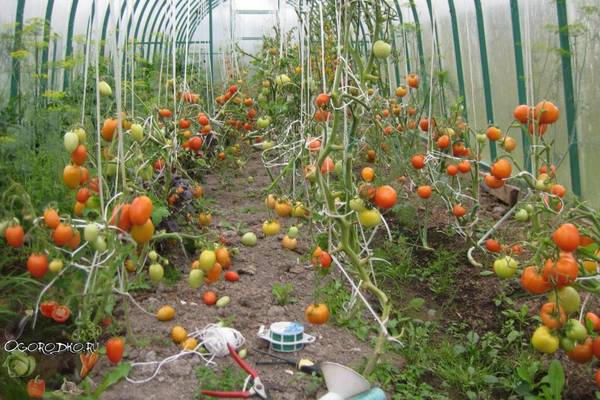 Как подвязывать помидоры в теплице  технология, способы, приспособления - фото