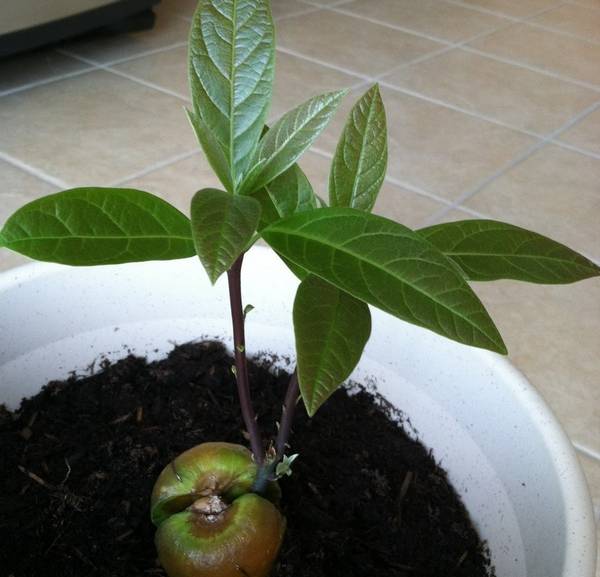Как посадить авокадо в домашних условиях - фото