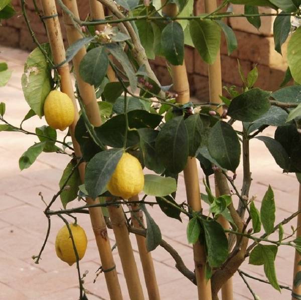 Как посадить лимон, чтобы гарантированно получить плоды? - фото