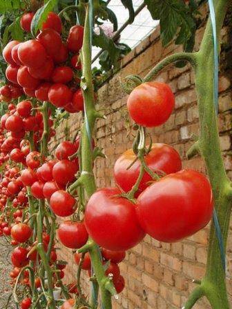 Как правильно подвязывают помидоры - фото