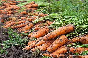 Как сеять морковь: видео, советы, рекомендации - фото