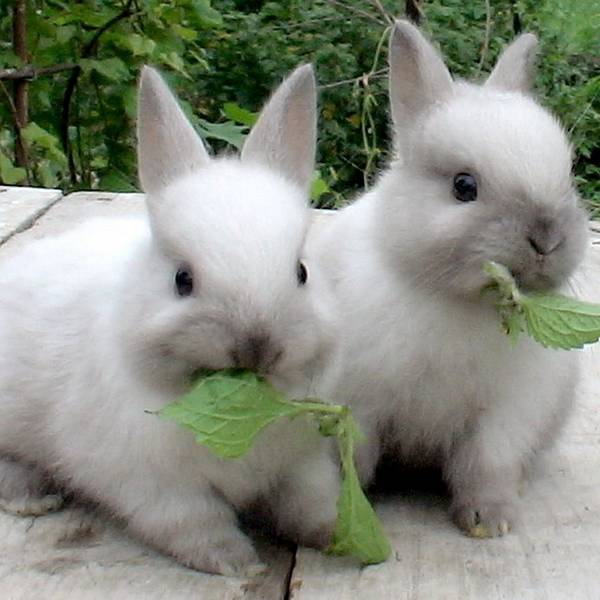 Кормление кроликов, или каким должен быть правильный рацион домашних зайцев - фото