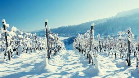 Как укрыть виноград на зиму: сроки, особенности и технология с фото