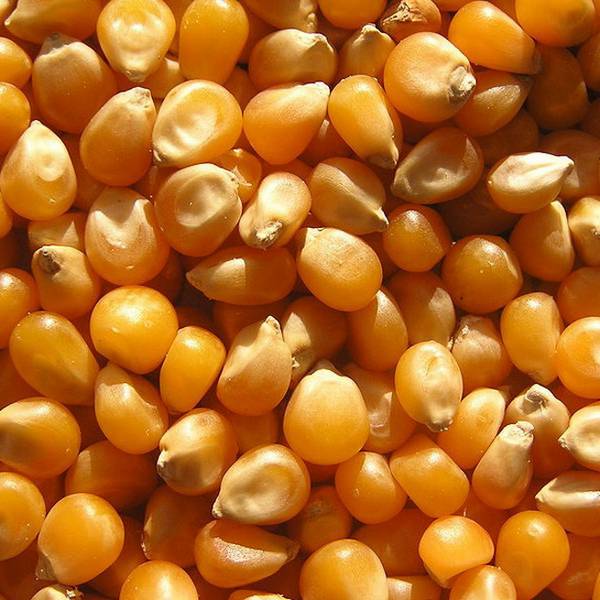 Чем отличается уборка кукурузы на зерно от уборки на силос с фото