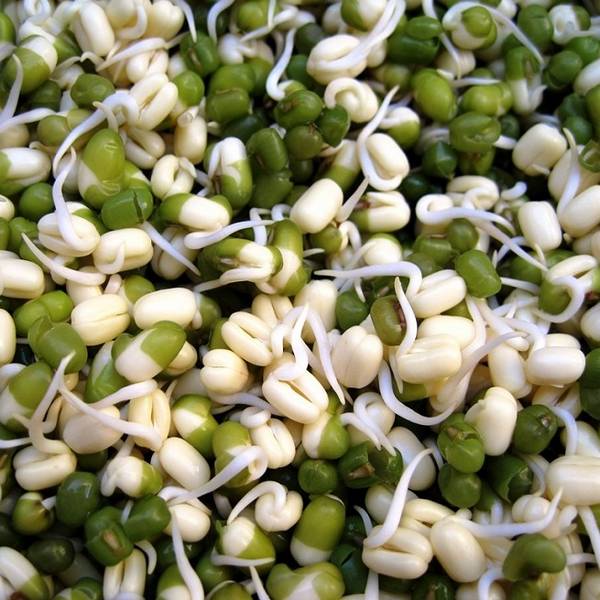 Проращивание фасоли из семян для посадки и для употребления в пищу с фото