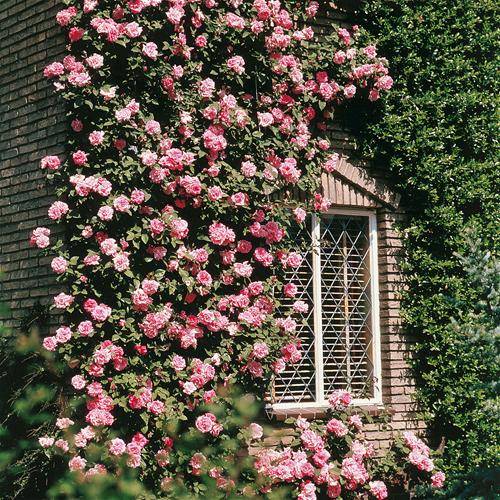Плетистые розы: посадка и уход с фото