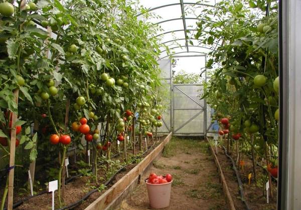 Как ухаживать за помидорами в теплице? с фото