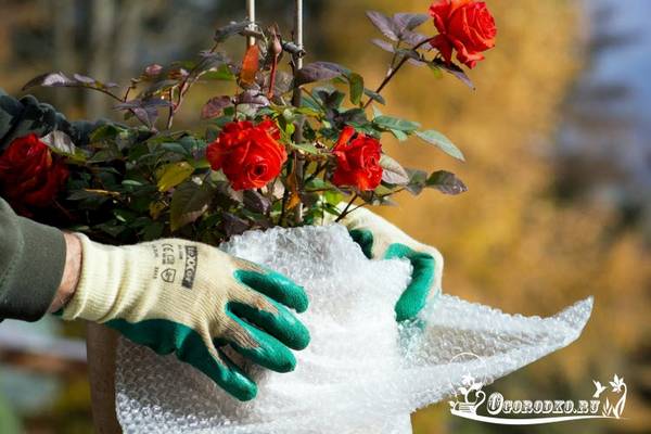 Как укрыть розы на зиму  - опыт, советы бывалых по утеплению с фото