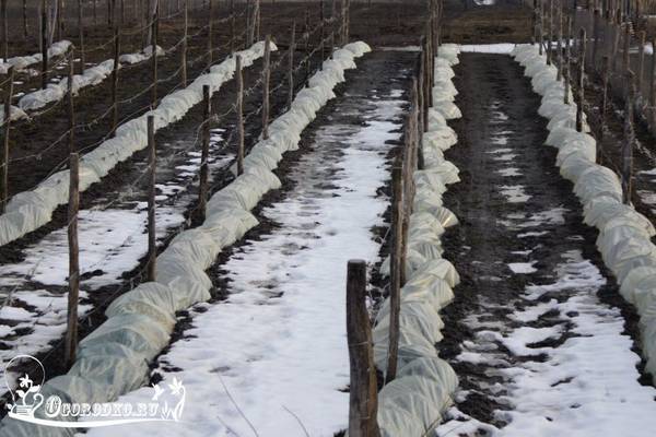 Как укрыть виноград на зиму  сроки, способы укрытия, утепление молодого винограда с фото