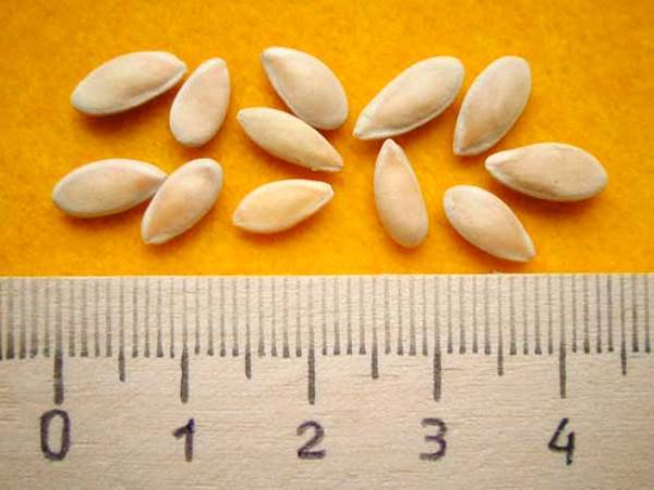 Семена огурцов - выбор лучших - фото