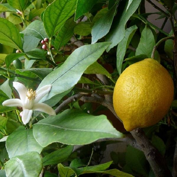 Самые опасные болезни лимона в домашних условиях с фото