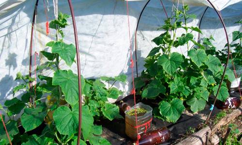 Выращивание огурцов под пленкой - популярная агротехника - фото