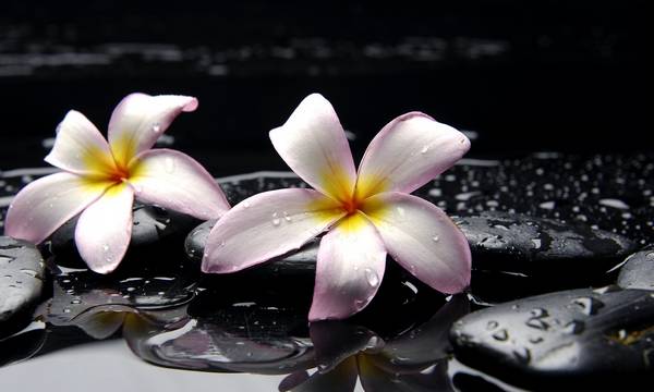 Плюмерия: как вырастить экзотический цветок из семян в домашних условиях с фото